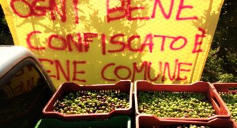 Dopo il DOP, l'olio AM (antimafia)