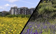area ex Consorzio - fiori e altra vegetazione