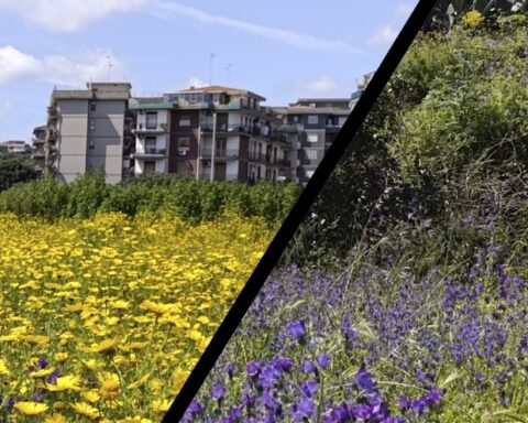 area ex Consorzio - fiori e altra vegetazione