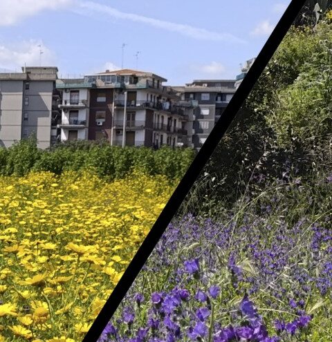 area ex Consorzio - fiori e altra vegetazione