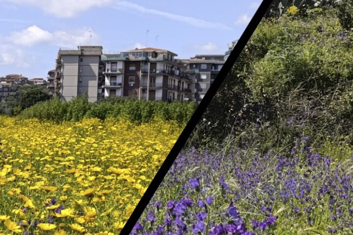 area ex Consorzio - fiori e altra vegetazione