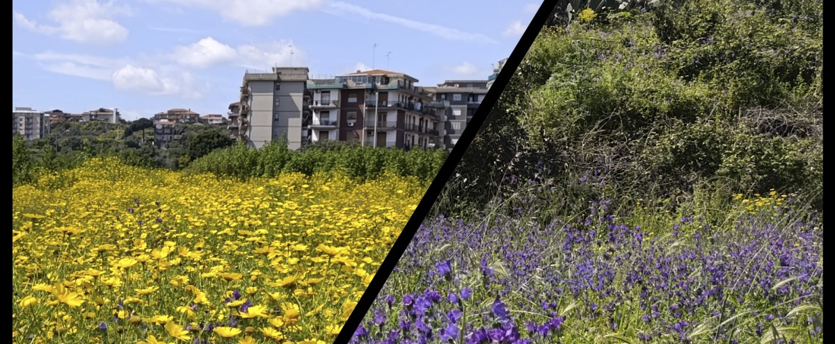 area ex Consorzio - fiori e altra vegetazione