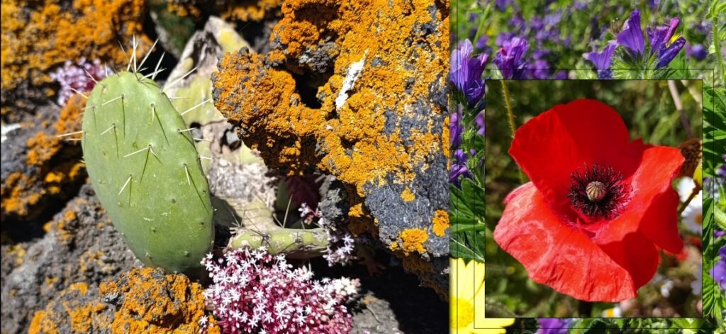 area verde di Cibali, particolare di rocce e vegetazione