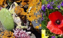 area verde di Cibali, particolare di rocce e vegetazione