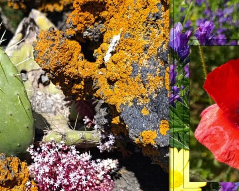 area verde di Cibali, particolare di rocce e vegetazione