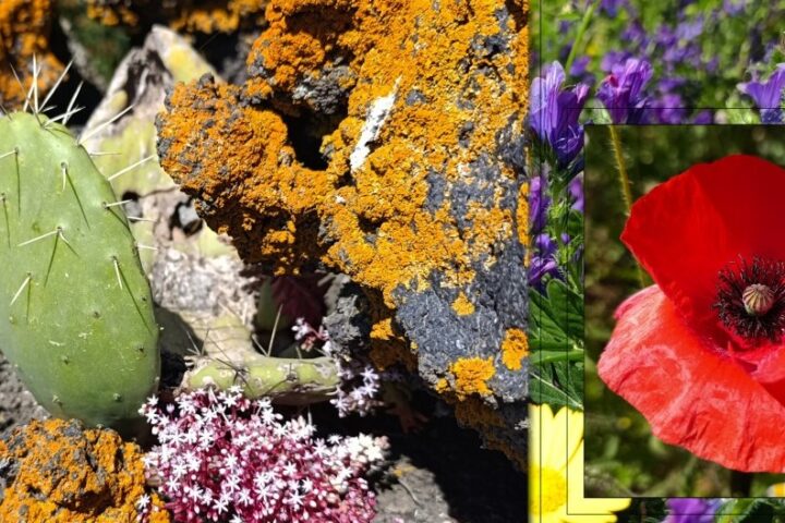 area verde di Cibali, particolare di rocce e vegetazione