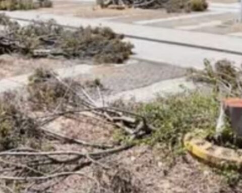 alberi tagliati nel parcheggio dell'ex Auchan