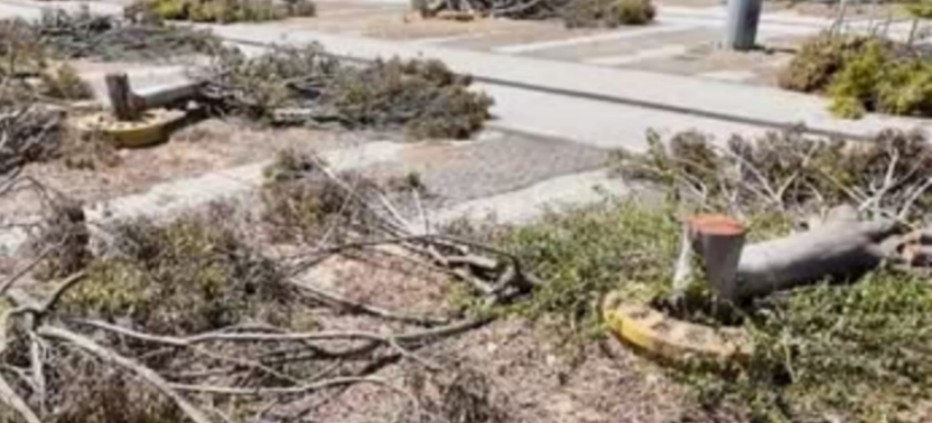 alberi tagliati nel parcheggio dell'ex Auchan